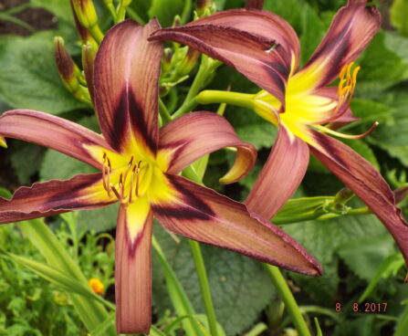 Hemerocallis päevaliilia BLACK ARROWHEAD Aide Vendla