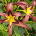 Hemerocallis päevaliilia BLACK ARROWHEAD Aide Vendla