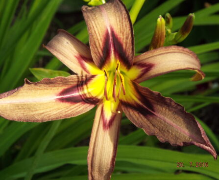 Hemerocallis päevaliilia BLACK ARROWHEAD2 Aide Vendla