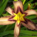 Hemerocallis päevaliilia BLACK ARROWHEAD2 Aide Vendla