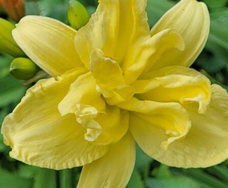 Hemerocallis päevaliilia DOUBLE RIVER WYE Aide Vendla