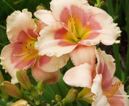 Hemerocallis päevaliilia JANICE BROWN Aide Vendla