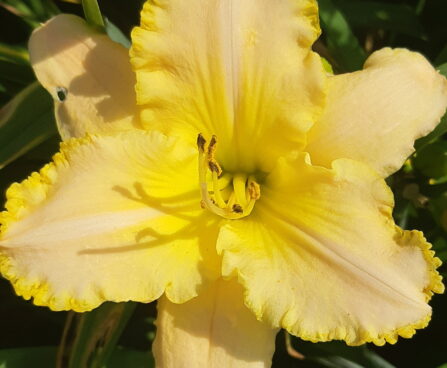 Hemerocallis päevaliilia TOTAL LOOK Aide Vendla