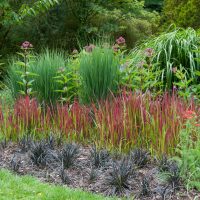 748_7928_Ophiopogon_Black_Dragon_.jpg