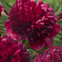 Paeonia `Red Grace` pojeng GW