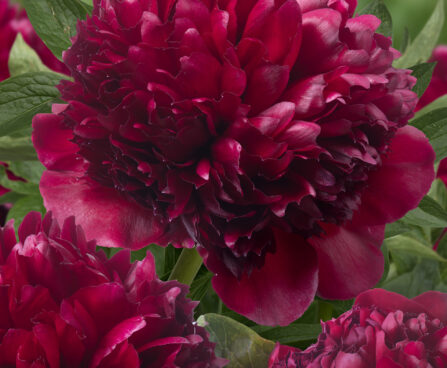 Paeonia `Red Grace` pojeng GW