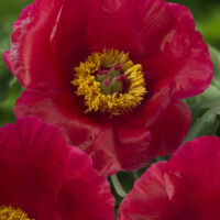 Paeonia `Blaze` pojeng GW