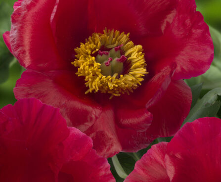 Paeonia `Blaze` pojeng GW