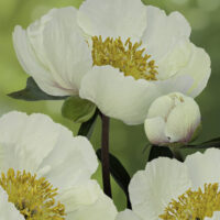 Paeonia `Claire de Lune` pojeng GW