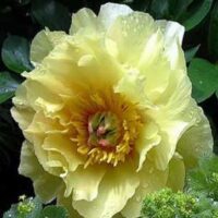 Paeonia itoh `Yellow Dream` pojeng GW