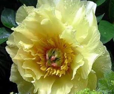 Paeonia itoh `Yellow Dream` pojeng GW