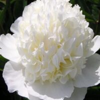 Paeonia `Lancaster Imp` pojeng GW