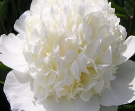 Paeonia `Lancaster Imp` pojeng GW