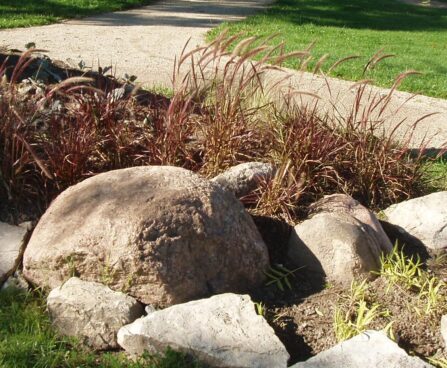 Pennisetum Rubrum