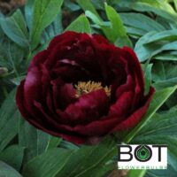 Paeonia pojeng pioen_red_glory_solo BOT