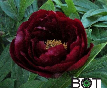 Paeonia pojeng pioen_red_glory_solo BOT