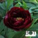 Paeonia pojeng pioen_red_glory_solo BOT