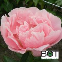 Paeonia pojeng pioen_salmon_chiffon_1BOT