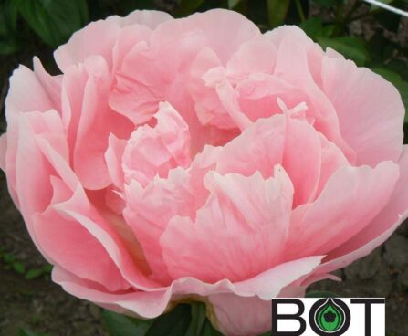 Paeonia pojeng pioen_salmon_chiffon_1BOT