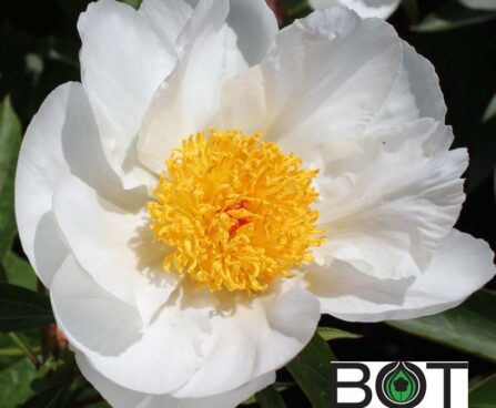 Paeonia pojeng pioen_white_wings_1BOT