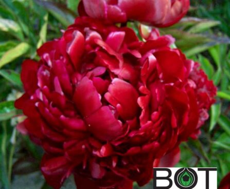 Paeonia pojeng pioen_peter_brand_1BOT