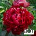 Paeonia pojeng pioen_peter_brand_1BOT