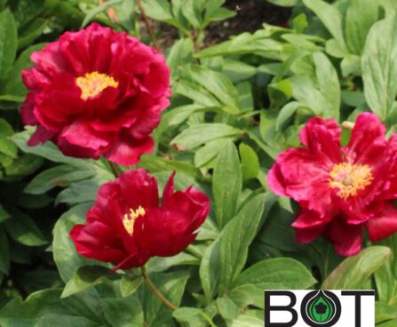 Paeonia pojeng pioen_red_glory_closeup BOT