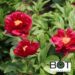 Paeonia pojeng pioen_red_glory_closeup BOT