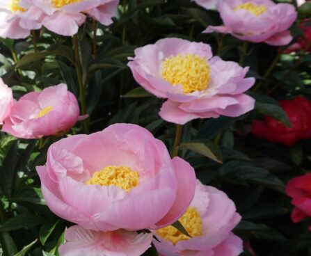 Paeonia Garden Lace 10 -D-pojeng