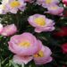 Paeonia Garden Lace 10 -D-pojeng