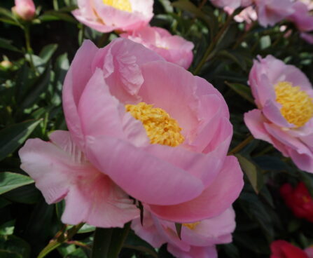 Paeonia hybrid Garden Lace 2 -D-pojeng