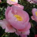 Paeonia hybrid Garden Lace 2 -D-pojeng