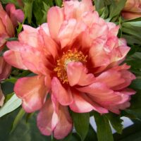 Paeonia Hillary (Itoh) -D-pojeng