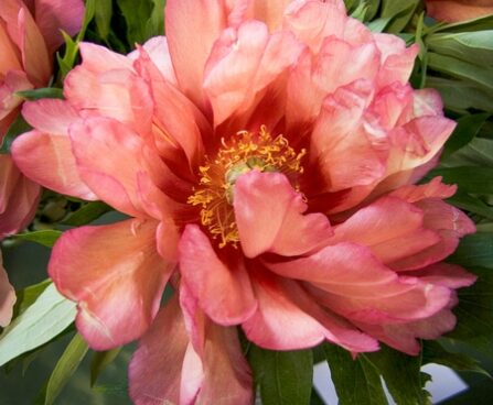 Paeonia Hillary (Itoh) -D-pojeng