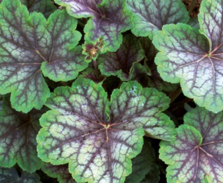 750_10658_HEU_GreenSpice_449050_Heuchera_helmikpooris.jpg