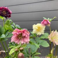 Helleborus mix lumeroos Epp