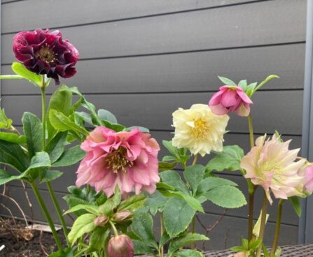 Helleborus mix lumeroos Epp