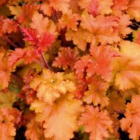 751_10659_HEU_Marmalade_449065Heuchera_helmikpooris.jpg