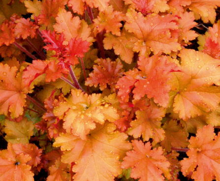 751_10659_HEU_Marmalade_449065Heuchera_helmikpooris.jpg