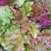 751_7356_Heuchera_Marmalade.JPG