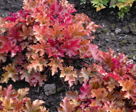 751_7388_Heuchera_Marmalade_2.JPG