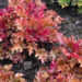 751_7388_Heuchera_Marmalade_2.JPG