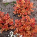 751_7390_Heuchera_Marmalade.JPG