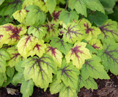 754_10836_Heucherella_hybrida_Stoplight__pisipooris.jpg