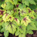 754_10836_Heucherella_hybrida_Stoplight__pisipooris.jpg