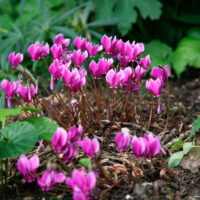Cyclamen coum ümaralehine alpikann Dit.