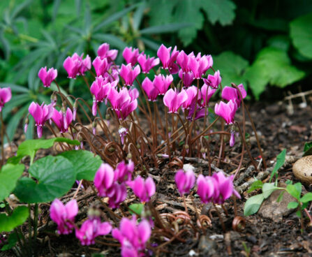 Cyclamen coum ümaralehine alpikann Dit.