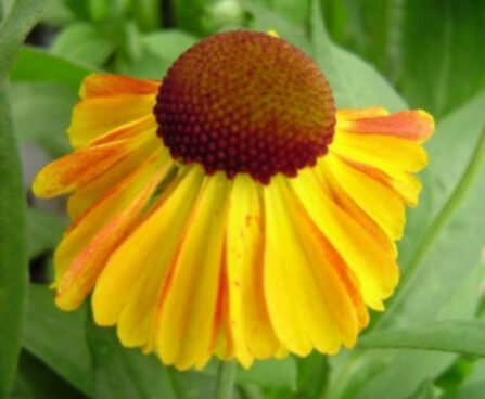 Helenium `Sahins Early Flowerer` aed-heleenium Dit.