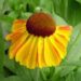 Helenium `Sahins Early Flowerer` aed-heleenium Dit.