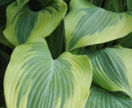 Hosta 'Alex Summers' Dit.